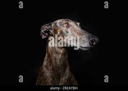 Porträt lächelnder Windhund blickt weg. Isoliert auf schwarzem Hintergrund Stockfoto