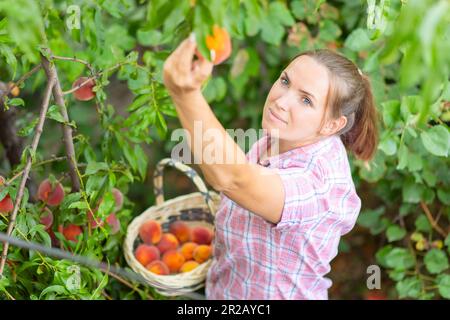 Bauernfrau pflückt reife Pfirsiche reife Pfirsiche vom Baum in einen Korb im Garten Stockfoto