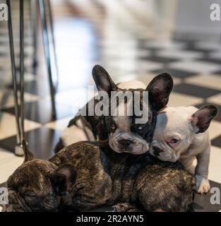Drei bezaubernde französische Bulldoggen-Welpen. Einer ruht sich aus und die anderen schauen in die Kamera Stockfoto