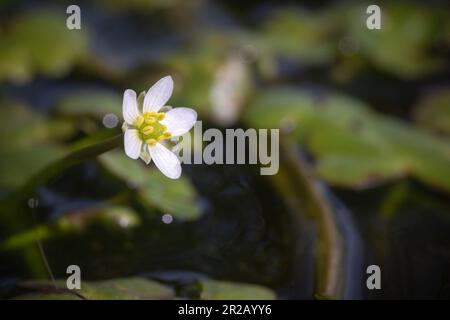 Die weiße Blume des runden Brechfußes (Ranunculus omiophyllus) wächst in einem kleinen Teich am Brendon Common Stockfoto