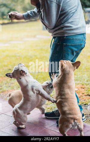 Ein Mann hält einen alten Tennisball und spielt mit drei französischen Bulldoggen in seinem Garten Stockfoto