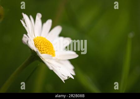 Nahaufnahme der leuchtend gelben und weißen Blume der Gänseblümchen (Bellis perennis), die im Wald von Cothelstone Hill, West Somerset, wächst Stockfoto