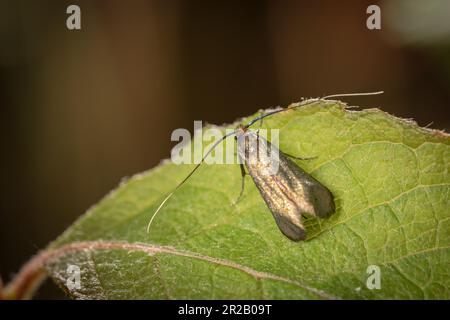 Auf einem Blatt sitzt eine grüne Longhornmotte (Adela reaumurella) im Wald von Cothelstone Hill, Quantocks Stockfoto