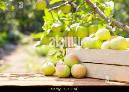 Reife Äpfel in einer Holzkiste auf dem Tisch auf natürlichem Hintergrund Stockfoto