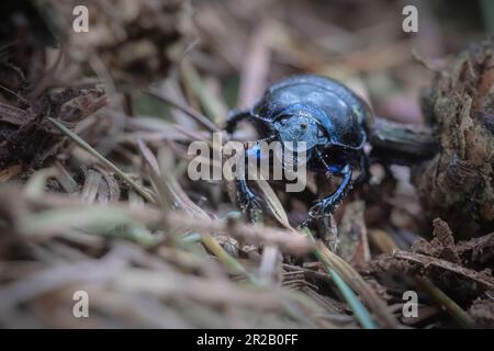 Im Waldgebiet des Cothelstone Hügels verläuft ein bunter Doppel-Käfer (Geotrupes stercorarius) über dem Boden Stockfoto