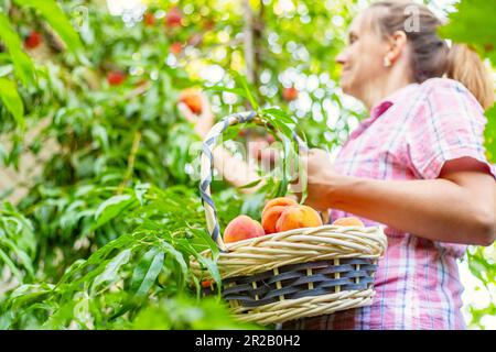 Bauernfrau pflückt reife Pfirsiche reife Pfirsiche vom Baum in einen Korb im Garten Stockfoto