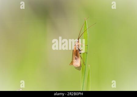 Nach der Entfaltung sitzt dieser Kaddelfliege (Limnephilus auricula) auf dem Gras auf dem Cothelstone Hill, Quantocks Stockfoto