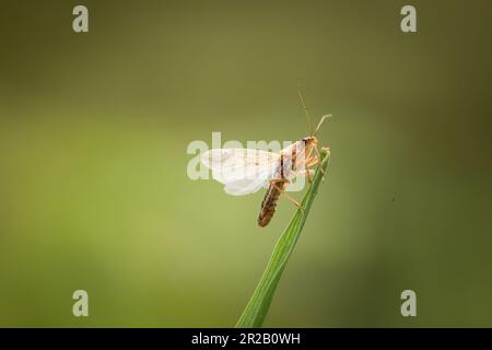 In den Gräsern einer Lichtung im Wald an einem Bach auf dem Cothelstone Hill fliegt dieser gemeine Jungferninsekt (Nabis rugosus) aus dem Gras Stockfoto