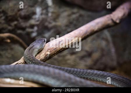 Eine Schwarze Mamba, Dendroaspis polylepis, gefangen, giftige Schlange Stockfoto