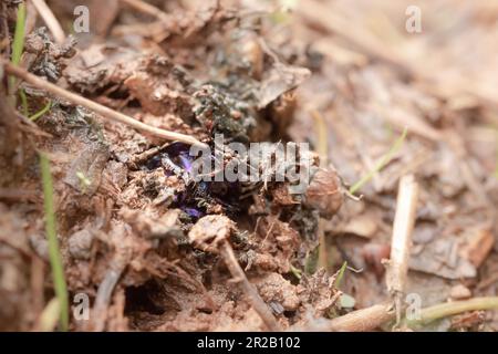 Der Dor-Käfer (Geotrupes stercorarius) gräbt sich durch den nassen Boden, um die Vogelkacke in den Wäldern in der Nähe des Cothelstone-Hügels zu begraben Stockfoto