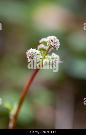 Ein junger Blumenstich (Sanicula europaea) wächst in den Wäldern von Cothelstone Hill, Quantocks, Exmoor auf Stockfoto