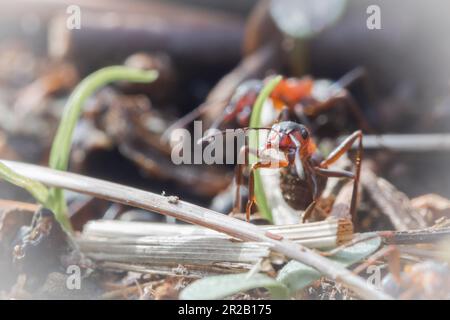 Eine südliche Holzameise (Formica rufa) verteidigt das Nest in Hawkcombe Wood, Exmoor, West Somerset Stockfoto