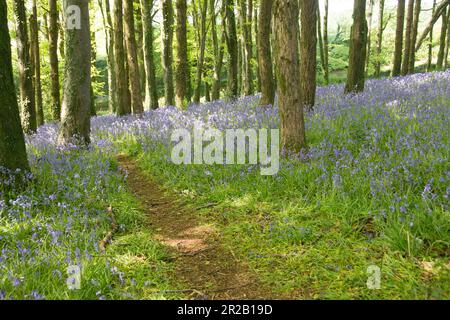 Englische Bluebellen im Wald in Dorset, Großbritannien Stockfoto