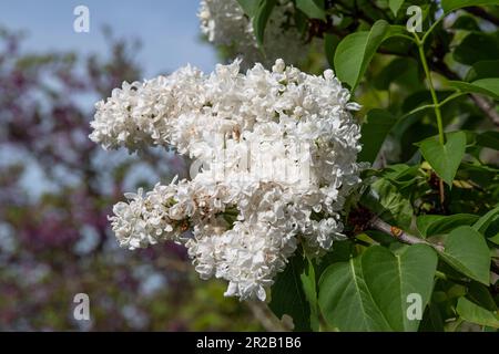 Nahaufnahme weißer Fliederblumen in einem Garten im Frühling Stockfoto