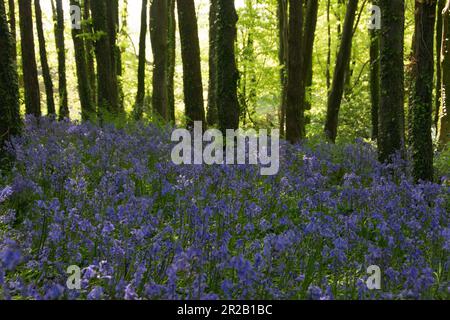 Englische Bluebellen im Wald in Dorset, Großbritannien Stockfoto