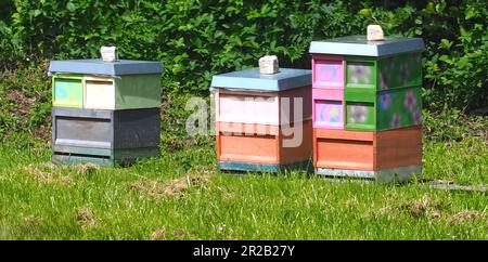 Bunte Bienenstöcke auf einer Wiese für Honigbienen Stockfoto