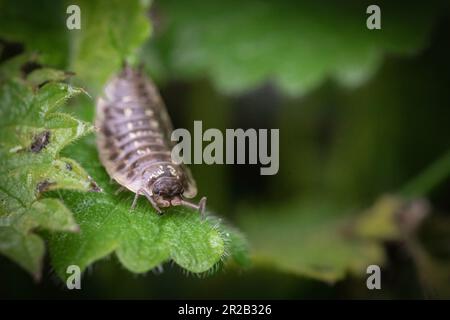 Durch die Vegetation unter den Bäumen im Heddon Valley fließt diese gemeine Laus (Oniscus asellus) Stockfoto