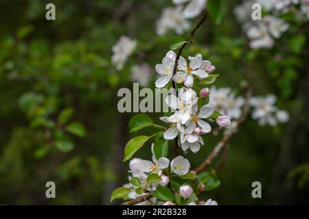 Blumen schließen sich auf einem Apfelzweig auf einem Hintergrund von verschwommenem Garten nach Regen. Tapete. Selektiver Fokus Stockfoto