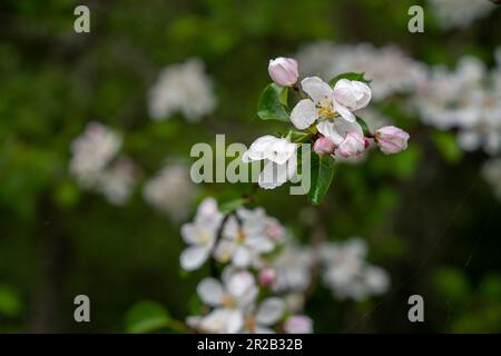 Blumen schließen sich auf einem Apfelzweig auf einem Hintergrund von verschwommenem Garten nach Regen. Tapete. Selektiver Fokus Stockfoto