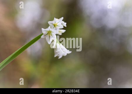 In den Wäldern im Heddon Valley wachsen die Knoblauchduft von drei in Ecken gehaltenen Lauch-Blumen (Allium triquetrum) Stockfoto