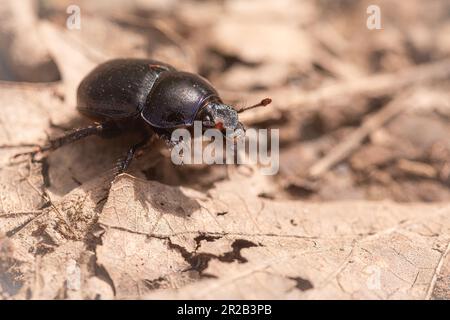 Im Laubsteinstreu unter den Bäumen des Heddon-Tals befindet sich ein Dor-Käfer (Geotrupes stercorarius), der nach frischem Dung sucht Stockfoto