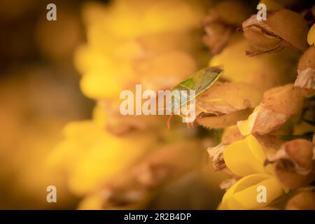 Der bunt gefärbte Gorse-Schildkäfer (Piezodorus lituratus) ruht auf einer Gorse-Blume im Moor über dem Heddon-Tal in Devon Stockfoto