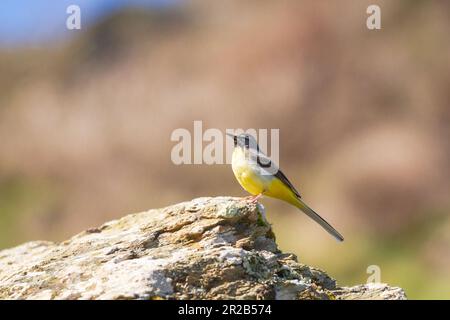 Auf den Felsen in der Nähe der Küste im Heddon Valley sitzt ein grauer Schwanz (Motacilla cinerea) in der Sonne und sieht die Welt vorbeiziehen Stockfoto