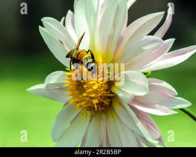 Mutualismus - Honigbiene und eine schöne Blume. Diese Aufnahme ist eine schöne Erinnerung daran, dass „zwei verschiedene nebeneinander existieren können“ und sich gegenseitig von Vorteil sind. Stockfoto