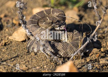 Westliche Klapperschlange. Emigrant Lake, Ashland, Oregon Stockfoto