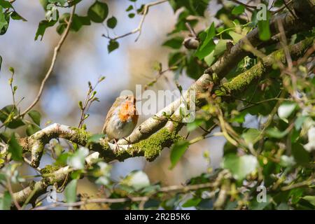 In einer Hecke im Heddon Valley sitzt das kleine Rotkehlchen (Erithacus rubecula) zwischen den Blättern Stockfoto