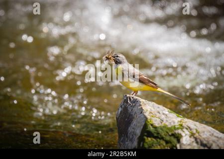 Der graue Schwanz (Motacilla cinerea) jagt entlang des Flusses des Heddon Valley in Devon nach Insekten Stockfoto