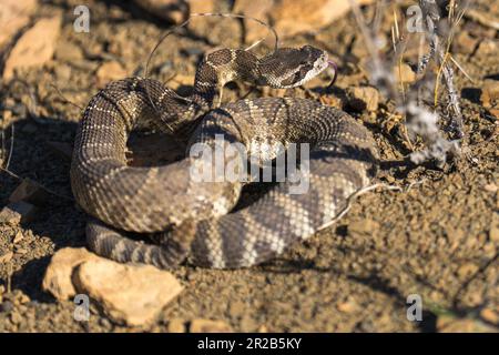 Westliche Klapperschlange. Emigrant Lake, Ashland, Oregon Stockfoto