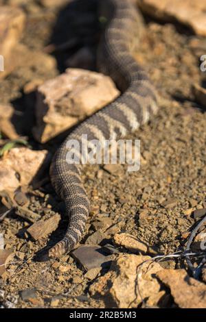 Westliche Klapperschlange. Emigrant Lake, Ashland, Oregon Stockfoto