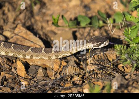 Westliche Klapperschlange. Emigrant Lake, Ashland, Oregon Stockfoto