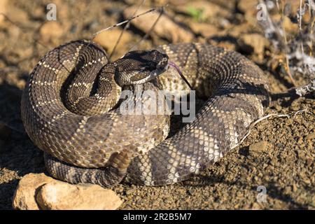 Westliche Klapperschlange. Emigrant Lake, Ashland, Oregon Stockfoto