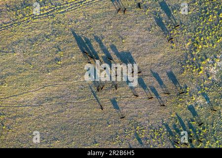 Rinder in der Landschaft von Pampas, Provinz La Pampa, Patagonien, Argentinien. Stockfoto