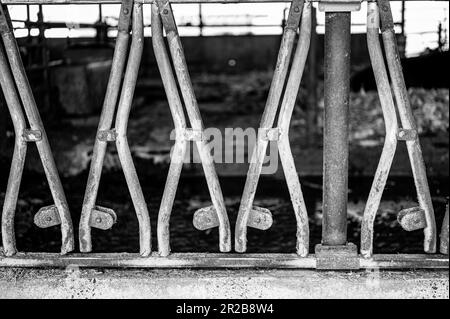 Eine Reihe von Stützen in einer Milchscheune, die für Rinder zum Fressen gemacht wurden und getrennt bleiben. Stockfoto