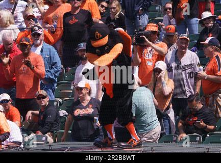 Baltimore, USA. 18. Mai 2023. BALTIMORE, MD - MAI 18: Orioles Maskottchen auf dem Dugout-Dach im siebten Inning während eines MLB-Spiels zwischen den Baltimore Orioles und den Los Angeles Angels am 18. Mai 2023 im Orioles Park in Camden Yards in Baltimore, Maryland. (Foto: Tony Quinn/SipaUSA) Guthaben: SIPA USA/Alamy Live News Stockfoto