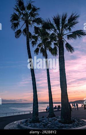 Blick auf das Mittelmeer, zwei Palmen im Vordergrund, Sonnenuntergang im Hintergrund, Promenade de Anglais Stockfoto
