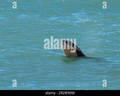 Baby Orca Spy Hopping während einer Ökotourismus- und Wildtierbeobachtungstour im Naturreservat Punta Norte, Halbinsel Valdes, Chubut, Patagonien, Argentinien. Stockfoto