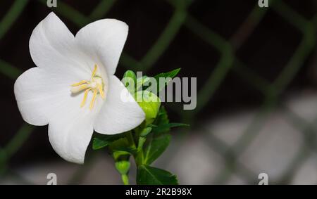 Schließen Sie eine weiße Ballonblume und grüne Knospen auf Drahtgitter-Hintergrund. Platycodon grandiflorus. Zarte chinesische Glockenblumen blühen am Gitterzaun. Stockfoto