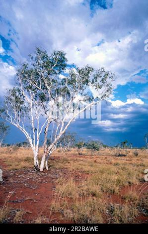 Ghost Gum, The Outback, Stuart Highway, Northern Territory, Australien Stockfoto