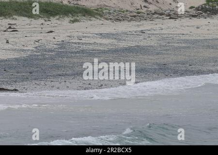 Pacific Grove, Kalifornien, USA. 18. Mai 2023. Blaue Quallen (Velella velella) wurden auf dem kosmopolitischen frei schwimmenden Hydrozoan California Shores angespült, der auf der Oberfläche des offenen Ozeans lebt. Es ist allgemein bekannt unter den Namen Seefrachtfloß, Seemann, lila Segel, Little Sail. (Kreditbild: © Rory Merry/ZUMA Press Wire) NUR REDAKTIONELLE VERWENDUNG! Nicht für den kommerziellen GEBRAUCH! Stockfoto