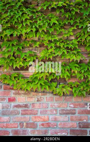 Grünblättrige Ivy auf roter Tonwand - Hochformat Stockfoto