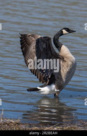 Kanadier-Gans flattert mit ihren Flügeln. Emigrant Lake, Ashland, Oregon Stockfoto