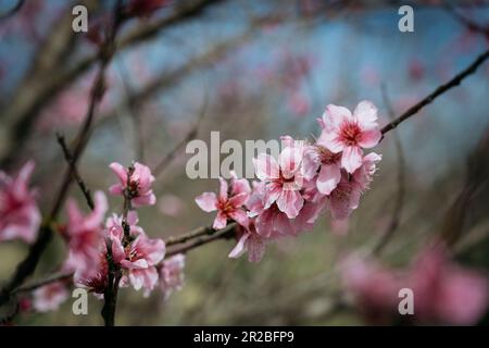 In Montgomery Alabama, USA, blühen im Frühling rosa Blumen auf einer Cercis canadensis oder rote Knospen, ein blühender Baum. Stockfoto