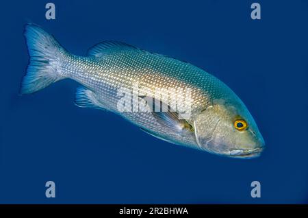 Red Snapper, Lutjanus bohar, Liberty Wreck Dive Site, Tulamben, Karangasem Regency, Bali, Indonesien Stockfoto