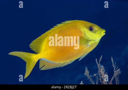 Coral Rabbitfish, Siganus coralinus, Liberty Wreck Dive Site, Tulamben, Karangasem Regency, Bali, Indonesien Stockfoto