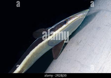 Slender Suckerfish, Echeneis-Naukrates, im Taucherbecken, Melasti-Tauchplatz, Amed, Karangasem Regency, Bali, Indonesien Stockfoto