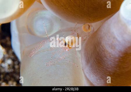 Eierschalen-Garnelen, Hamopontonia fungicola, getarnt zwischen Pilzkorallen, Fungiidae-Familie, Tentakel, vormals Hamopontonia corallicola  Lipah Stockfoto